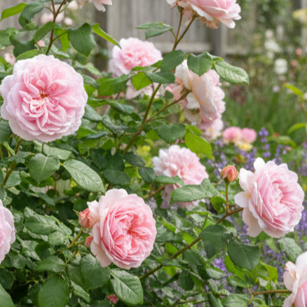 Rose 'Jacques Cartier' - 7L Potted Rose