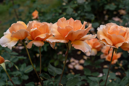 Rose 'Just Joey' - 7L Potted Rose
