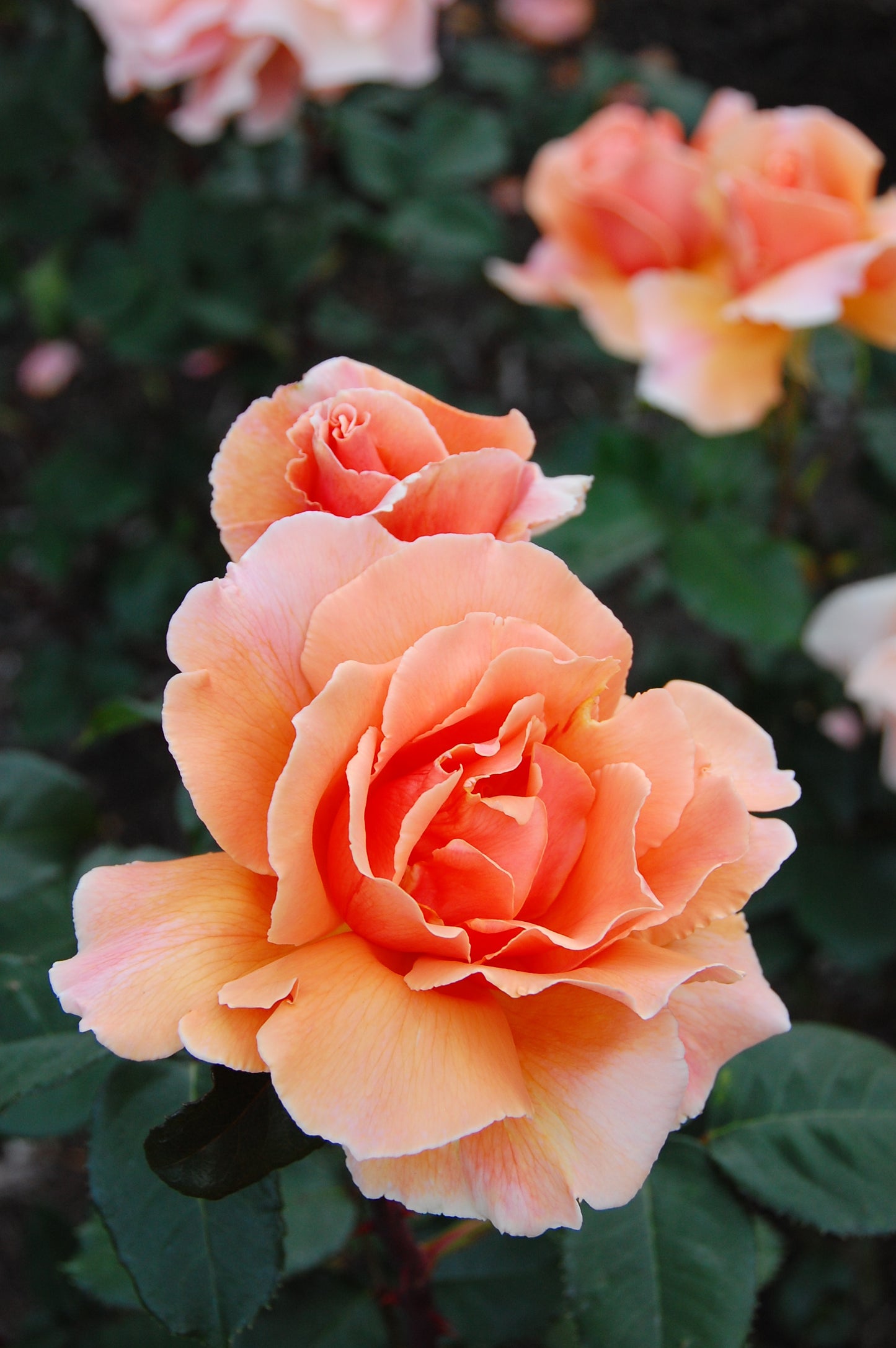 Rose 'Just Joey' - 7L Potted Rose