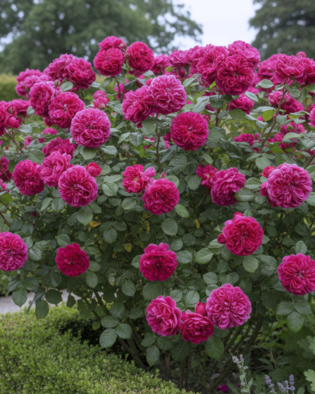 Rose 'Rose de Rescht' - 7L Potted Rose