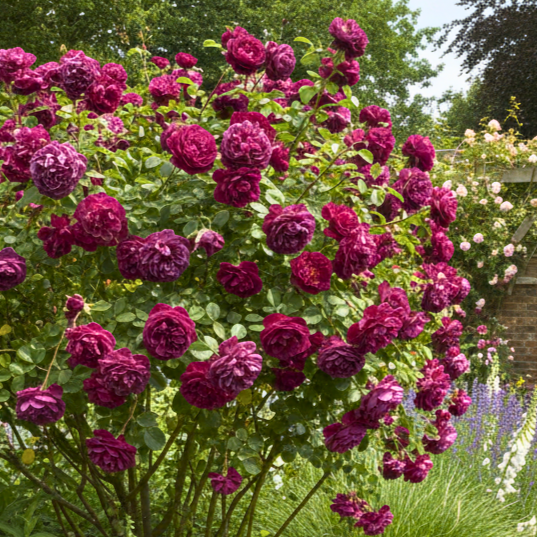 Rose 'William Lobb' - 7L Potted Rose