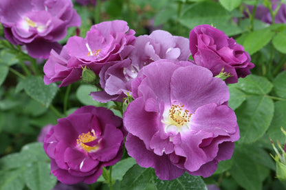 Rosa 'Rhapsody in Blue' - (Shrub) image 0