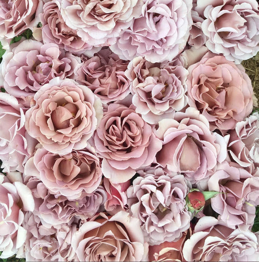 Rosa 'Koko Loco' (Floribunda) image 1