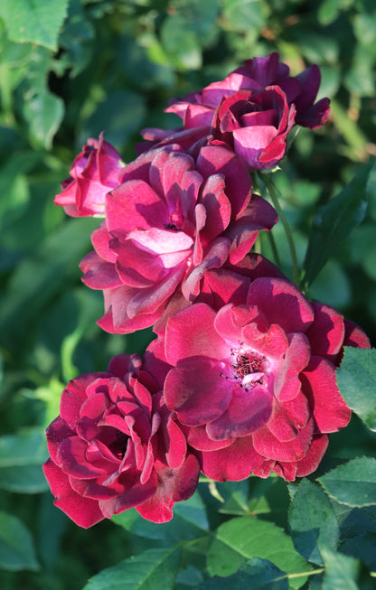 Rosa 'Burgandy Ice' (Floribunda) image 0